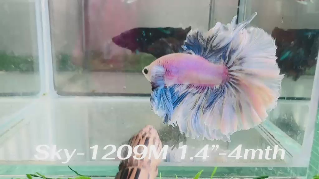 Live Male Betta Blue Grizzle Halfmoon Rosetail (Sky-1209) S207 High quality what you see what you get!!