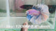 Live Male Betta Blue Grizzle Halfmoon Rosetail (Sky-1209) S207 High quality what you see what you get!!