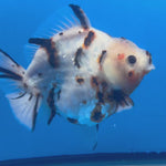 Thai Oranda Tri-Color Tiger 4" Male(NKT-CK-1570)BLUETUB-B