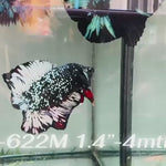 Live Male Betta Black Copper Galaxy Doubletail Plakat (Sky-622) High quality what you see what you get!!