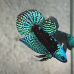 Live Male Betta Green Samurai Alien Hybrid Wild Plakat (BID-130)S057 High quality what you see what you get!!