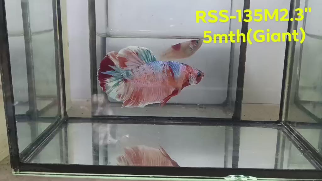 Live Male Betta Fancy Koi Giants Plakat (RSS-135)X High quality what you see what you get!!
