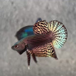 Live Male Betta Copper Alien Hybrid Wild Plakat (BID-113)S216 High quality what you see what you get!!