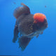 Thai Oranda Jumbo AAA Grade Apache 4.50 inch Body Male(FEB-848)R2A15