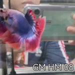 (GM-08)AAA Flag  Color Fancy Grizzle Over Halfmoon Male Betta