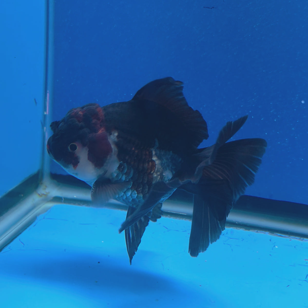 Thai Oranda Red Cap Apache 3.00" Body Male (FEB-794)R1B03