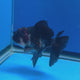 Thai Oranda Red Cap Apache 3.00" Body Male (FEB-794)R1B03