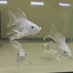 Short Body Platinum Butterfly Koi A GRADE