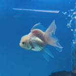 Thai Oranda Red/White 2" Male (CK-1563)R3A09
