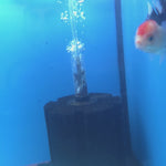 Thai Oranda Tri-Color 2.5” Male(FEB-672)R3B03