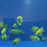 Live Freshwater Cichlid Yellow Peacock/Sunshine (Aulonocara Baenschi) (CHD-127)U013