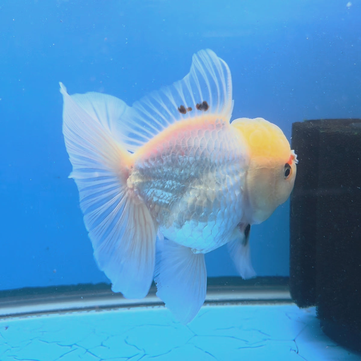 Thai Oranda Lemonhead Panda 3.5" Body Female (FEB-885)R2B08