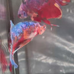 Live Male Betta Galaxy Koi Giants Plakat (TNK-A712) High quality what you see what you get!