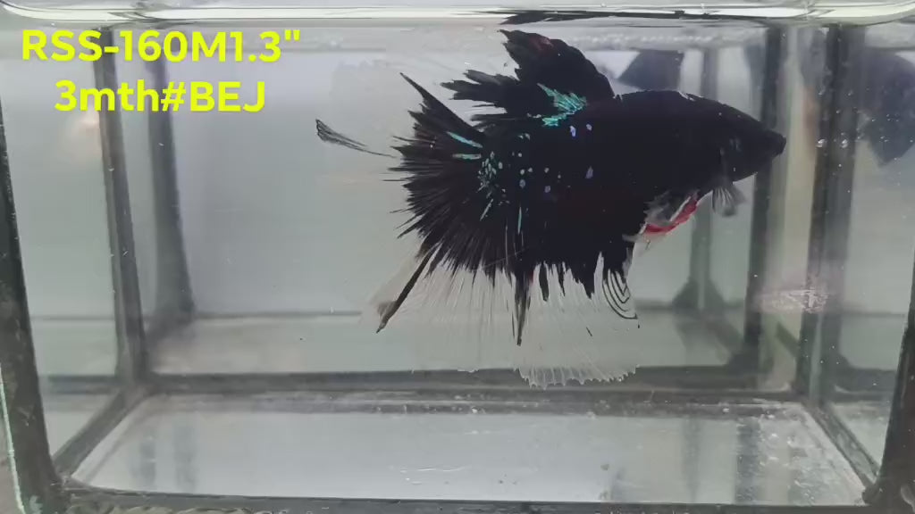 Live Male Betta Black Galaxy Avatar Halfmoon (RSS-160)High quality what you see what you get!!