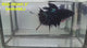 Live Male Betta Black Galaxy Avatar Halfmoon (RSS-160)High quality what you see what you get!!