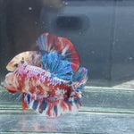Live Male Betta Red Galaxy Stardust Plakad (TNK-336) High quality what you see what you get!!