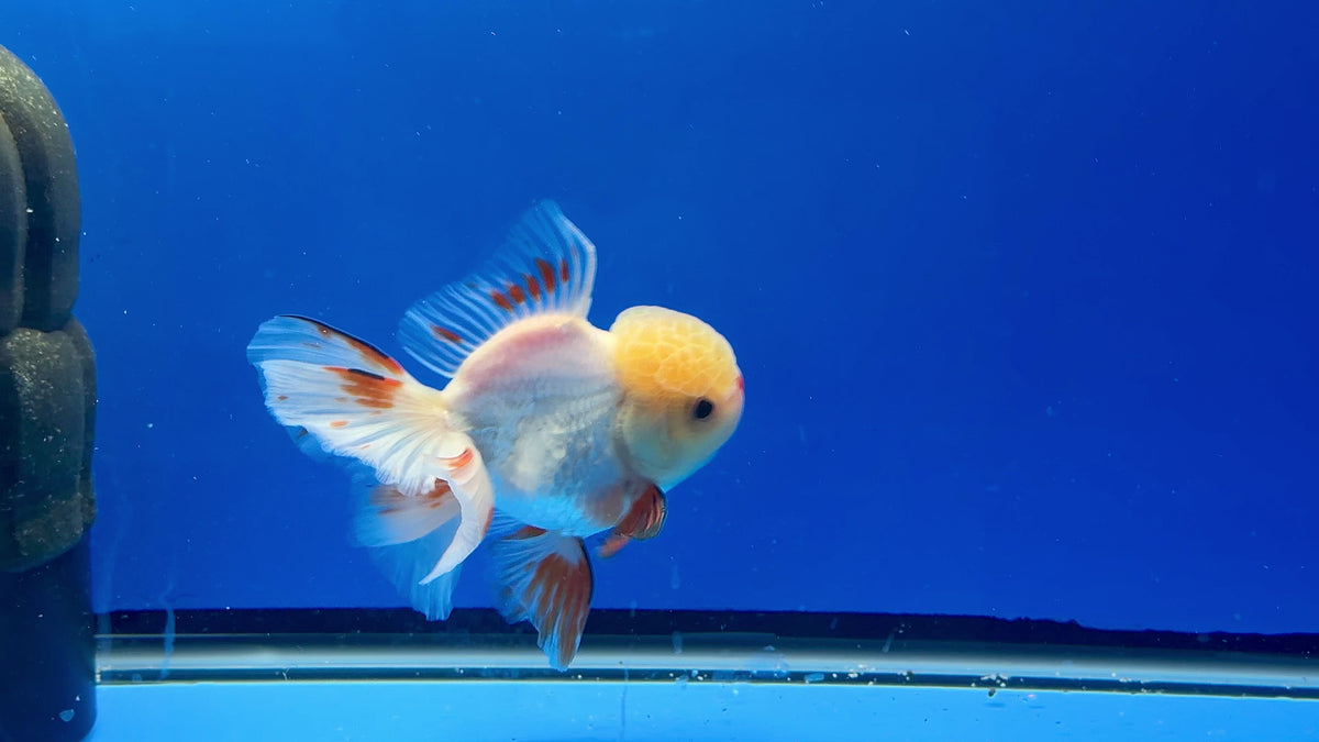 Thai Fancy Red and white  Male Oranda 3.5" Body (Lux-01) R3A16