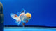 Thai Fancy Red and white  Male Oranda 3.5" Body (Lux-01) R3A16