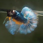 Live Male Betta Green Yellow Mustard Halfmoon (MKP-630) High quality What you see What you get!!