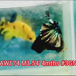 H Live Male Betta Copper Color Bigtail (NAW-174) what you see what you get!