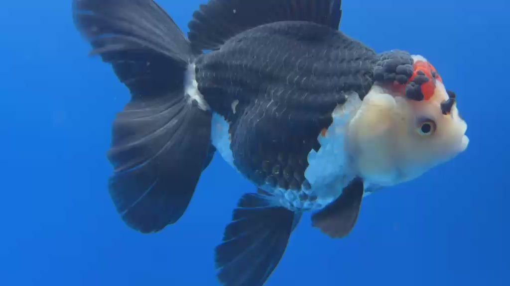 Thai Oranda Tircolor 4.5"inch Body Female (Tex-354) R1A8