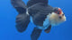 Thai Oranda Tircolor 4.5"inch Body Female (Tex-354) R1A8