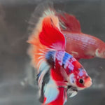 Live Male Betta Red Galaxy Nemo Over Halfmoon (TNK-A184)High quality What you see What you get!!