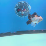 Thai Oranda Tri-Color 2.5” Female(FEB-681)R3B01