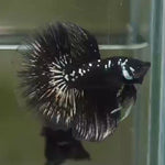 Live Male Betta Black Samurai Halfmoon (MKP-511) High quality what you see what you get!!