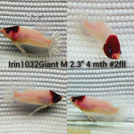 (IRIN-1032) RED KOI TANCHO GIANT PLAKAT MALE BETTA
