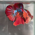 Live Male Betta Galaxy Nemo Giants Plakat (TNK-A507)S056✔️ High quality what you see what you get!!