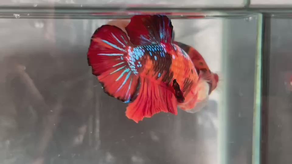Live Male Betta Galaxy Nemo Giants Plakat (TNK-A507)S056✔️ High quality what you see what you get!!
