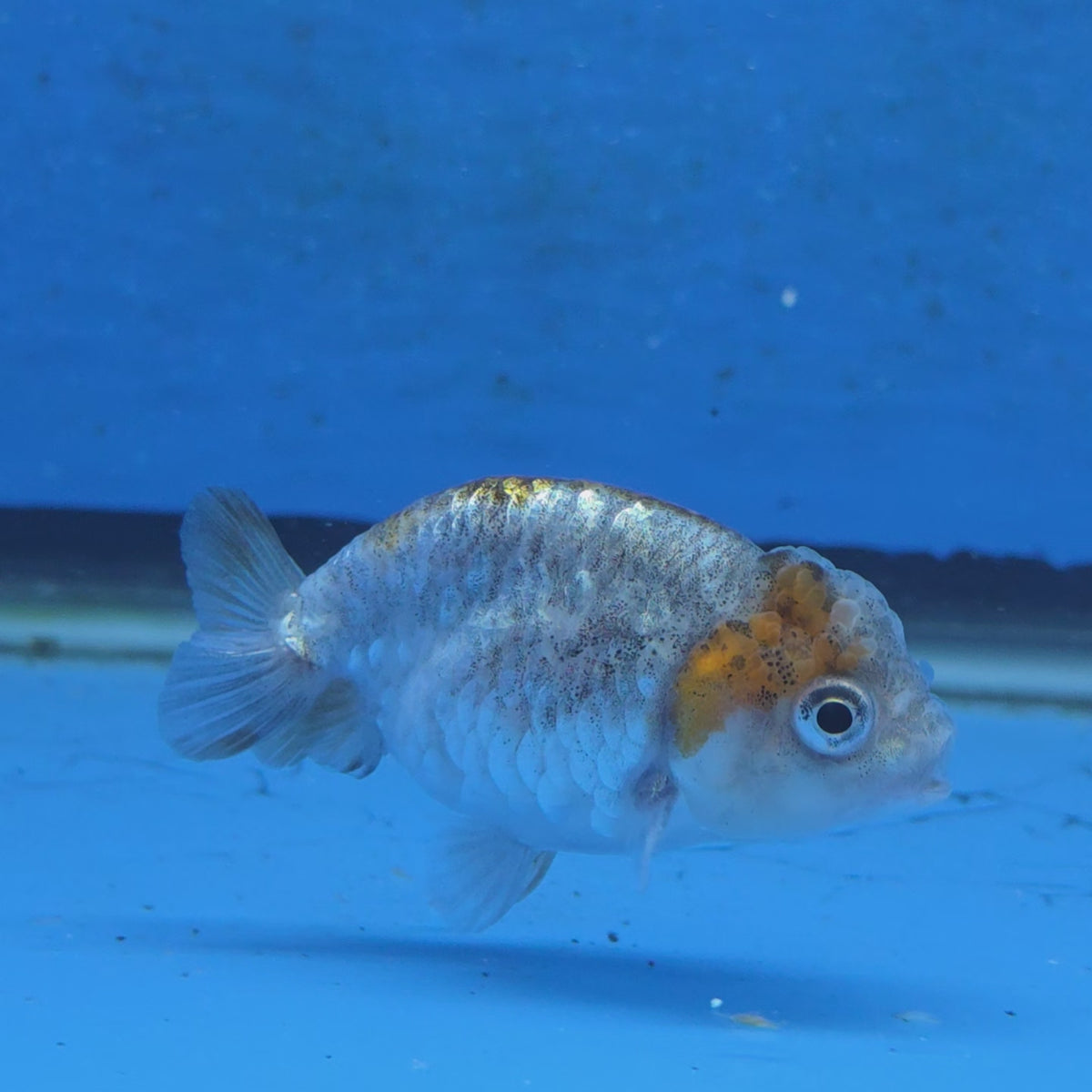 Thai Ranchu Calico Tiger 2.00" Body (FEB-879)R2B06