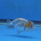Thai Ranchu Calico Tiger 2.00" Body (FEB-879)R2B06