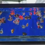 A Quality SHOGUN Godzilla Calico Thai Oranda 2.5'' SELLERS CHOICE (CGF)
