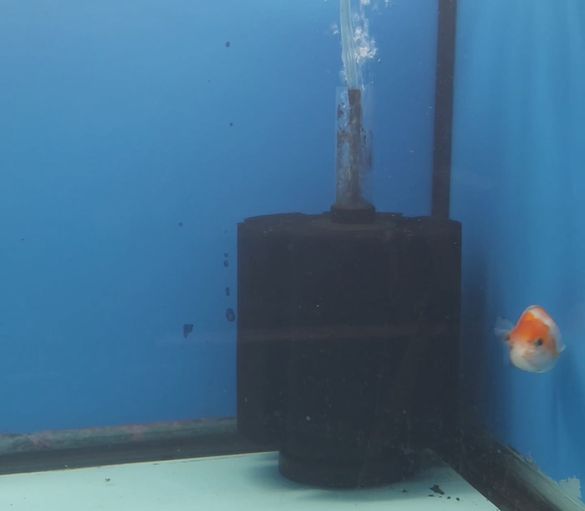Thai Ranchu Tri-Color 2.5in Female (FEB-346)R3A14