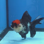 Thai Oranda Red Cap Panda 4" Body Female 9mths(FEB-571)R3A01