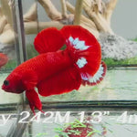 Live Male Betta Red Hellboy Plakat (Sky-242) High quality what you see what you get!!