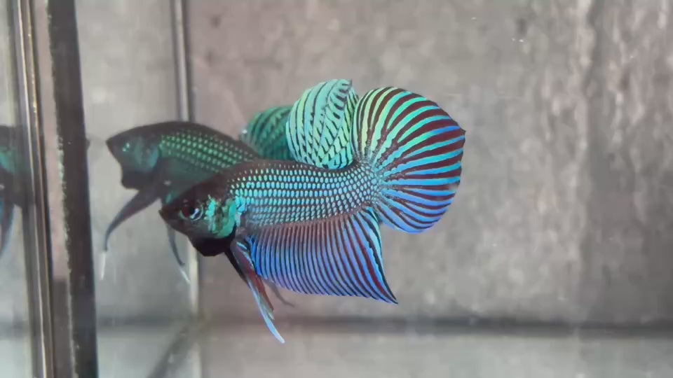 Live Male Betta Green Original Mahachai Wild Plakat (BID-202) High quality What you see What you get!!
