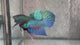 Live Male Betta Green Original Mahachai Wild Plakat (BID-202) High quality What you see What you get!!