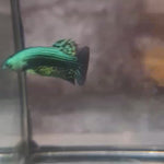 Green Alien Male Wild Betta Our Choice (CBM-1051)