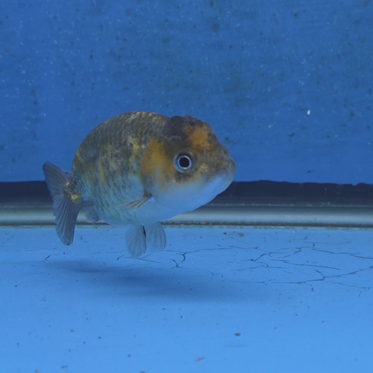 Thai Ranchu Tiger Calico 2.50" Body (FEB-877)R2B06