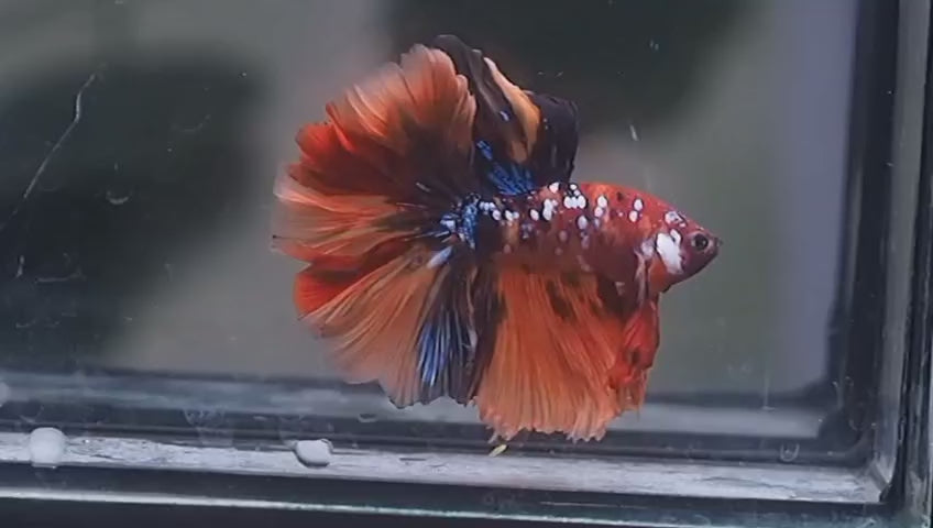 Live Male Betta Galaxy Nemo Halfmoon Rosetail (MKP-719) High quality what you see what you get!!