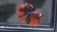 Live Male Betta Galaxy Nemo Halfmoon Rosetail (MKP-719) High quality what you see what you get!!