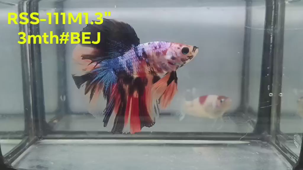 Live Male Betta Galaxy Koi Halfmoon (RSS-111) High quality what you see what you get!!