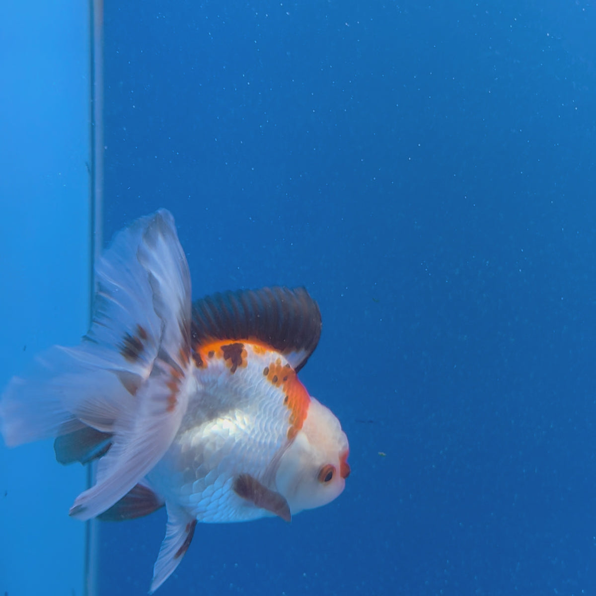 Thai Oranda Lemonhead Tri-Color 3.00" Body Male (FEB-798)R1B03