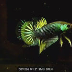 Live Male Betta Green-Yellow Imbellis Wild Plakat (DET-236) High quality what you see what you get!!