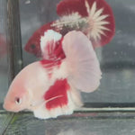 Live Male Betta Classic Koi Red marking Plakat (TNK-A705) High quality what you see what you get!!