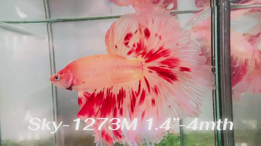 Live Male Betta Orange Vanda Armageddon Halfmoon (Sky-1273) High quality What you see What you get!!