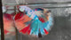 Live Male Betta Fancy Marble Three colors Over Halfmoon (TNK-A641)S190 High quality what you see what you get!!